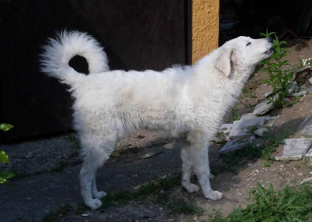 #29. Kuvaszok